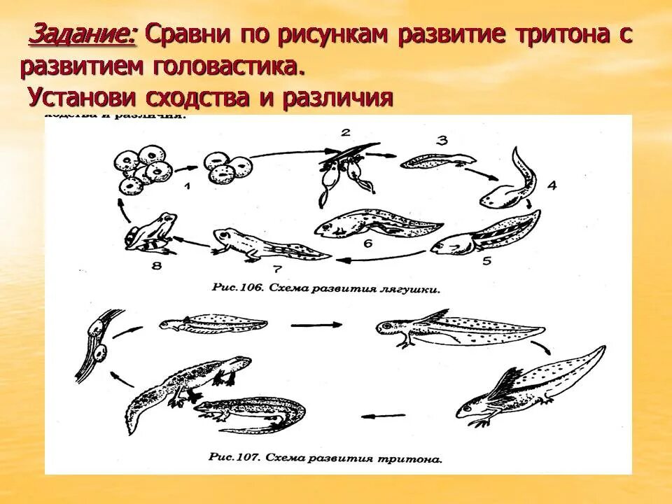 Развитие головастика земноводных. Гребенчатый Тритон цикл развития. Цикл развития земноводных схема. Цикл развития Тритона обыкновенного. Схема развития земноводных (рисунок.