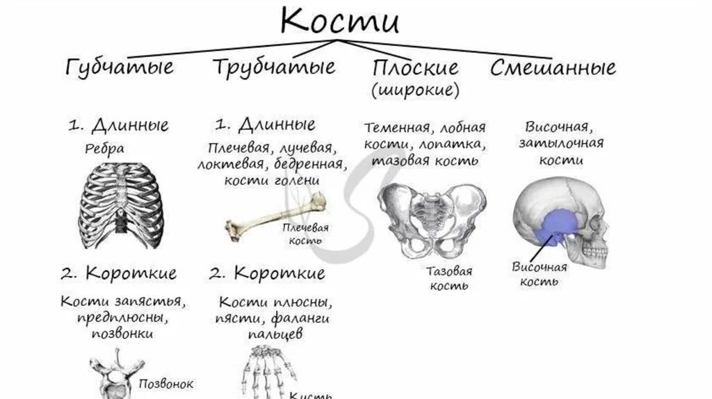 Трубчатые 2 губчатые. Классификация костей трубчатые губчатые. Классификация костей по форме и строению. Принципы классификации костей. Кости трубчатые губчатые плоские смешанные.