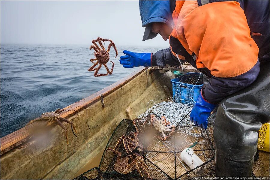 Лов краба. Охотское море рыболовство. Краболовы Охотское море. Охотское море рыбный промысел. Камчатский краб Охотское море.