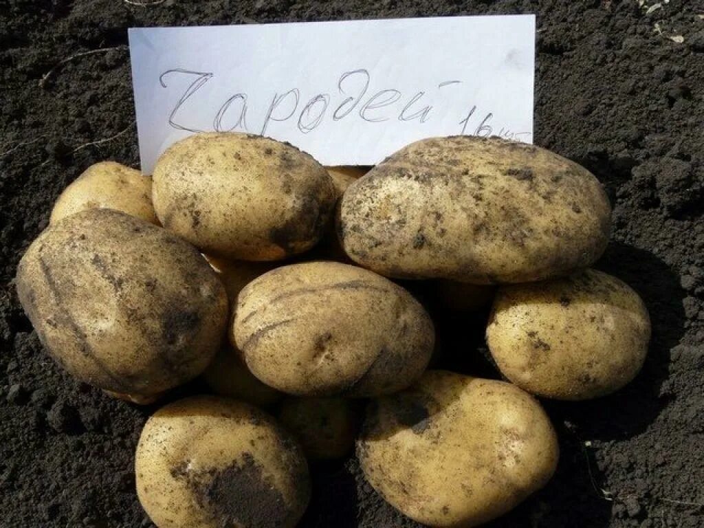 Картофель чародей описание сорта. Сорт картофеля чародей. картофель адретта. картофель чародейка. картофель сорт лабелла семенной.