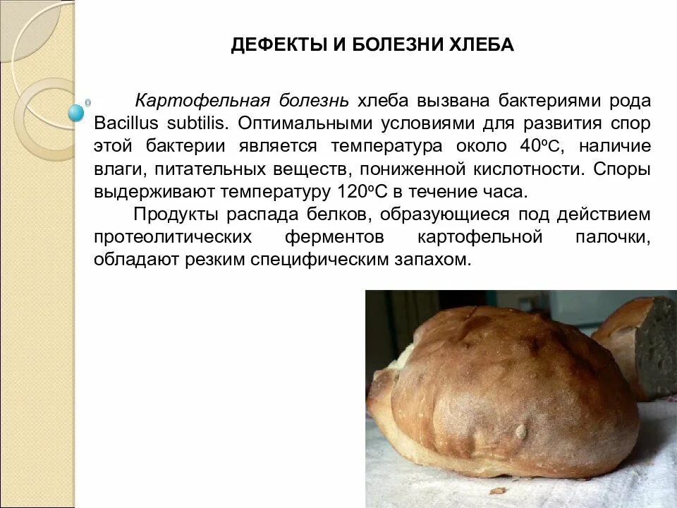 Тягучая болезнь хлеба. Тягучая болезнь хлеба. Болезни хлеба картофельная болезнь. Бактерии картофельной болезни хлеба. Картофельная болезнь хлебобулочных изделий.
