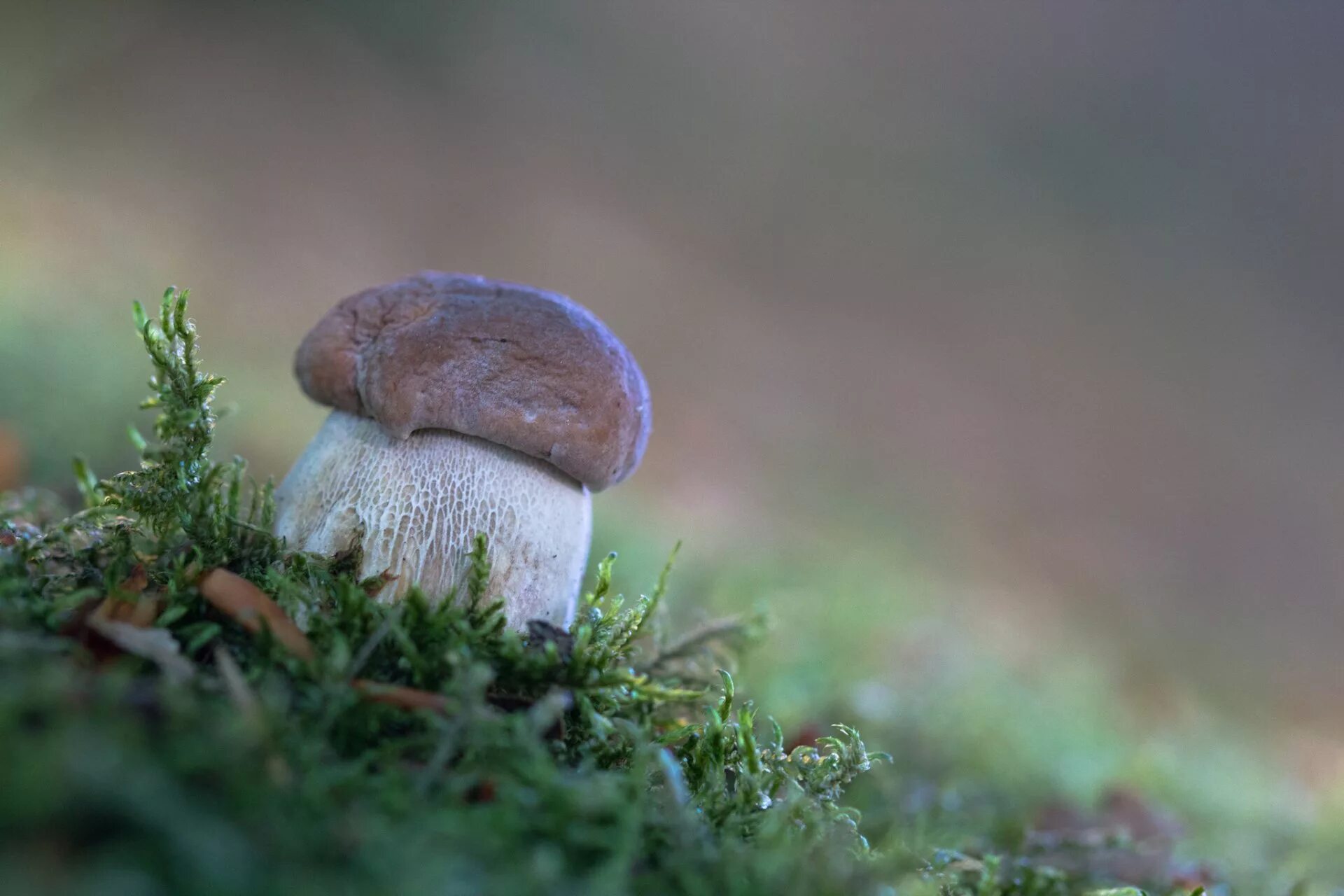 Грибы солоновики. Луговой белый гриб. Боровики грибы синеющие. Боровой белый гриб. Белый гриб в природе