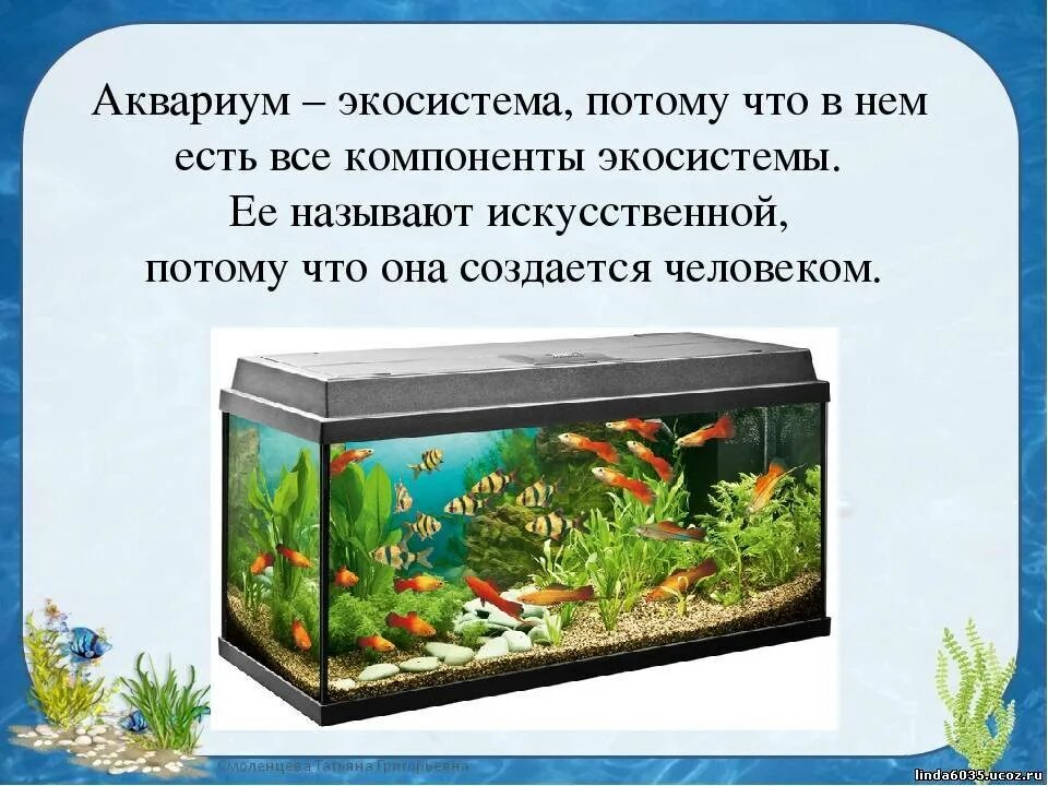 В двух аквариумах было 36 рыбок. Аквариум искусственная экосистема. Аквариум маленькая искусственная экосистема. Искусственный биогеоценоз аквариум. Экко система аквариума.