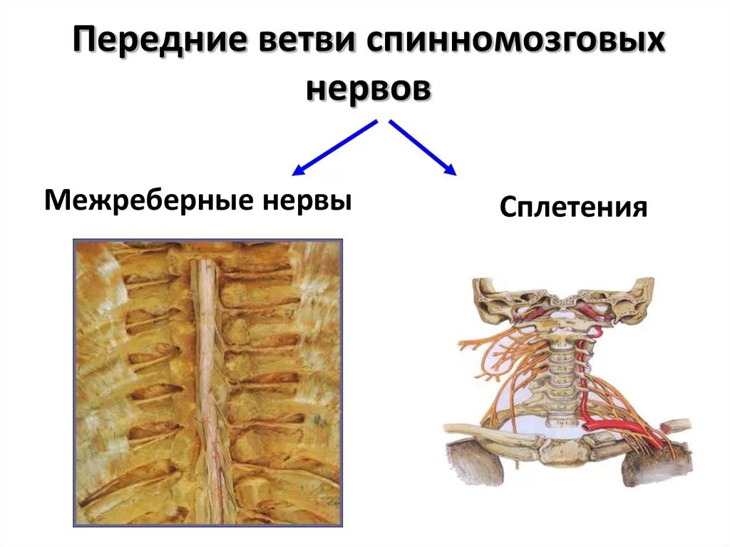 Передние ветви спинномозговых нервов. Передние и задние спинномозговые нервы. Задние спинномозговые ветви. Спинномозговые нервы задние и передние ветви.