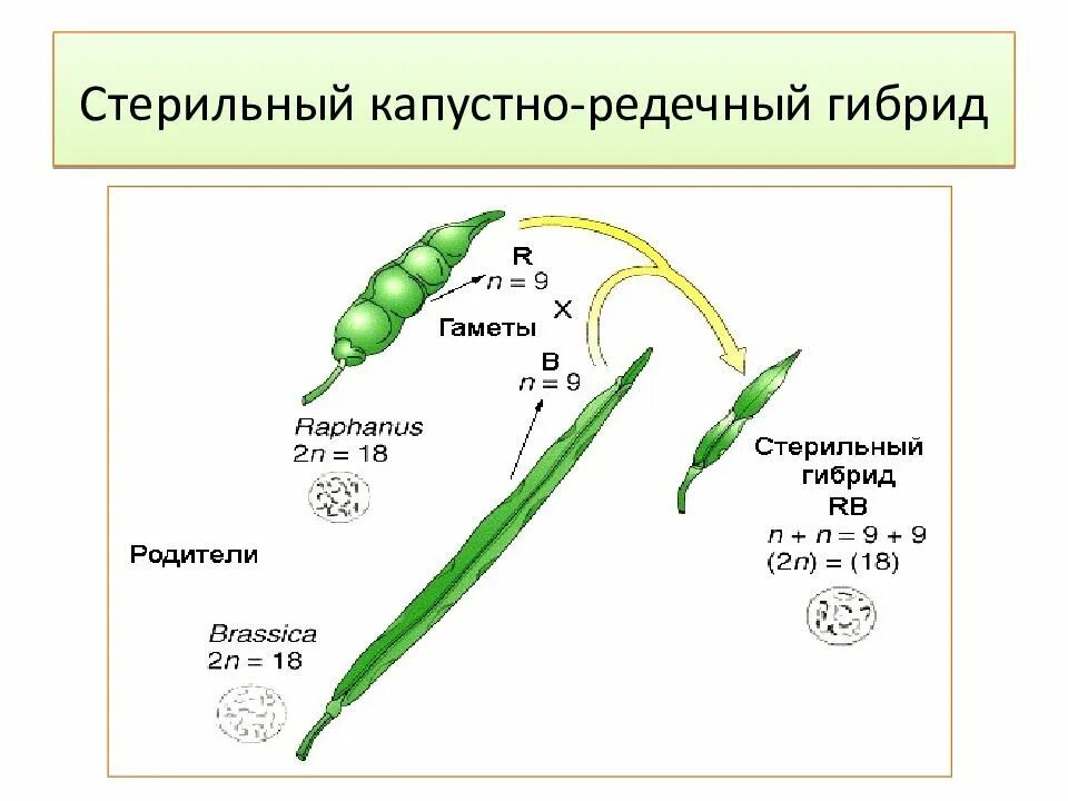 Капустно редечный гибрид. Капустно-редечный гибрид карпеченко. стерильный капустно редечный гибрид. фертильный капустно-редечный гибрид.