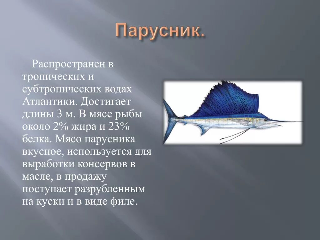 Сообщение про класс рыб. Сообщение о рыбе паруснике. Рассказ о рыбе паруснике. Рыба парусник презентация. Рыба парусник интересные факты.