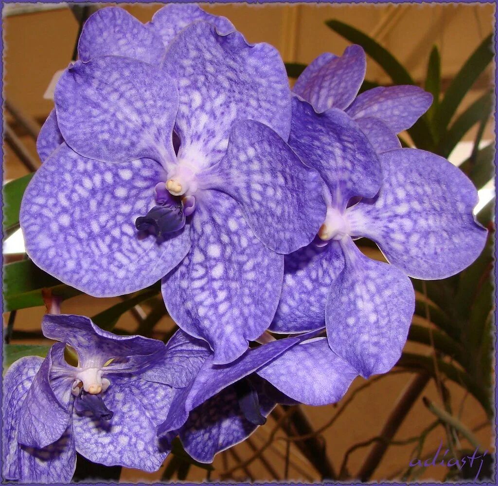 Орхидея ванда adisak blue фото Орхидея ванда (55 фото): уход в домашних условиях. Что делать, если она сбросила