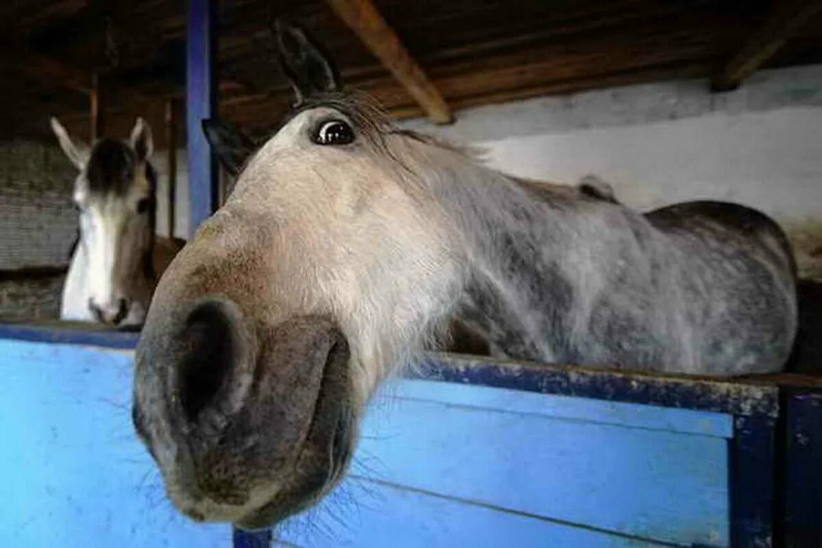 Рыжий конь смешной. Лошадь ржет. Лошадь удивляет. Забавные лошадки. Сумасшедший конь.