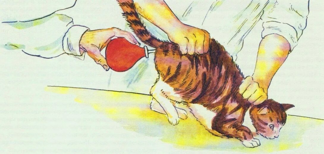 Как понять что у котенка запор. Ректальное введение животным. клизма коту при запоре в домашних.