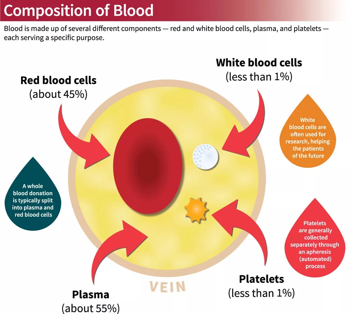 Blood Composition. Blood components. Blood Plasma. Red Blood Cells function.