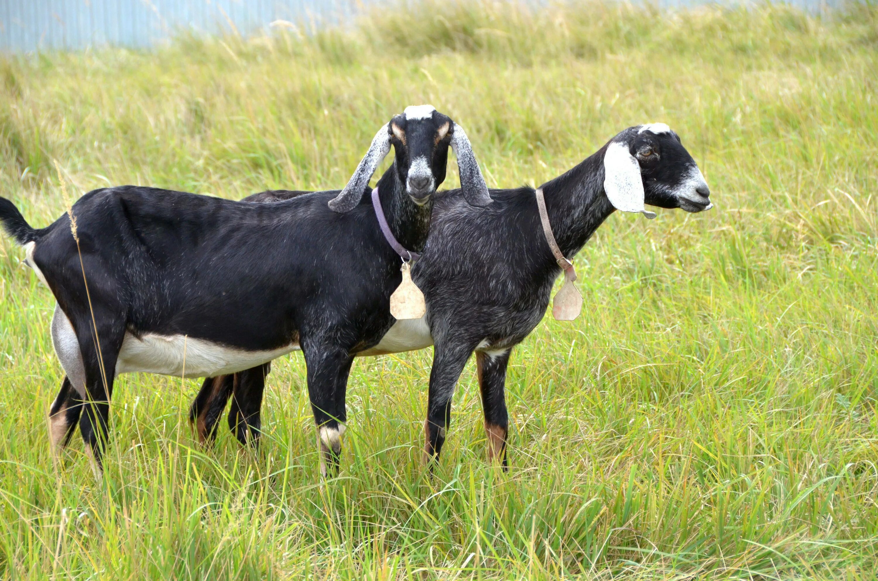 Характеристика нубийских коз. Коза нубийской породы. Англо-нубийская коза. Альпийско нубийские козы. Коза вислоухая нубийская.