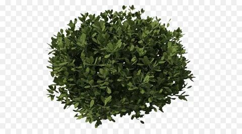Куст зелени