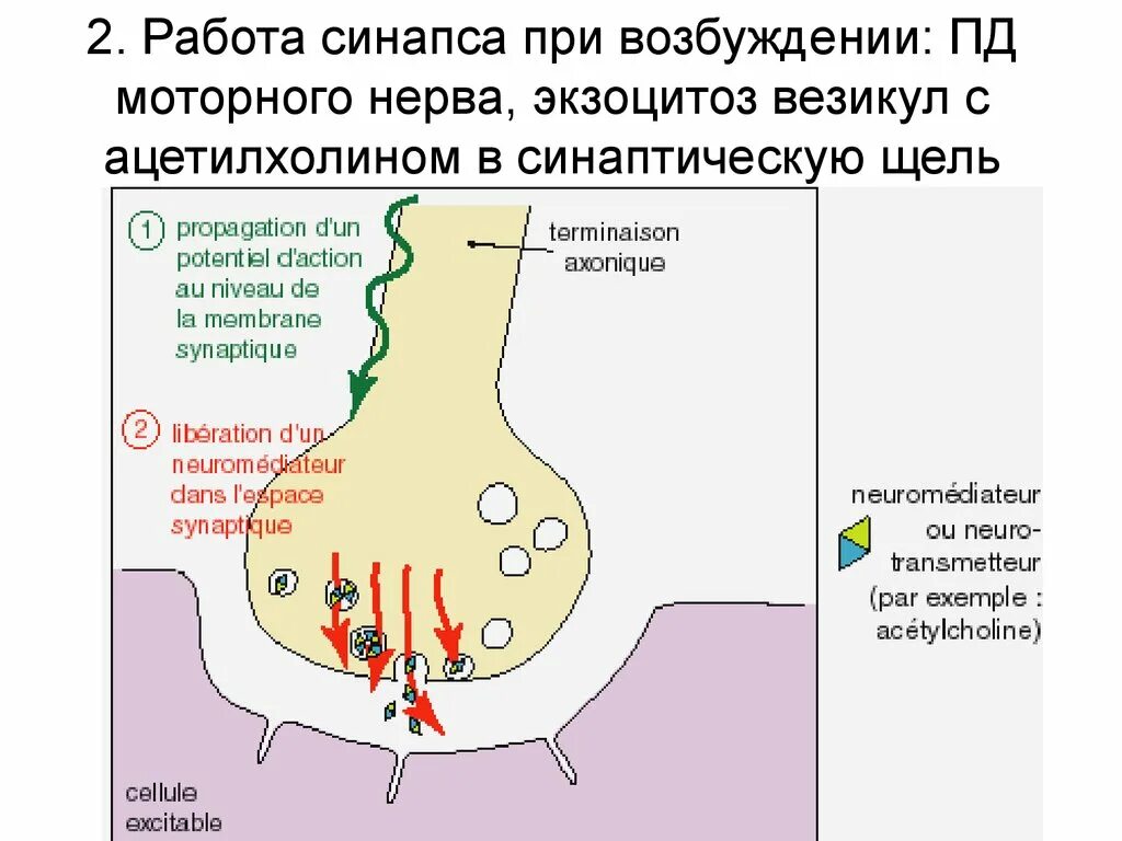 Ацетилхолин синаптическая щель. Постсинаптическая мембрана. Как выделяется ацетилхолин. Рецепторы синапса. Схема нервно мышечного синапса.