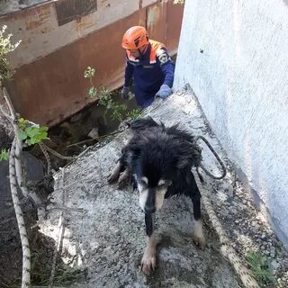 Новороссийск собака