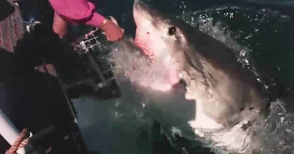 Акула бак. Дельфины и акулы. Моя акула может учуять. Могут ли акулы издавать звуки. Боятся ли акулы пузырей.