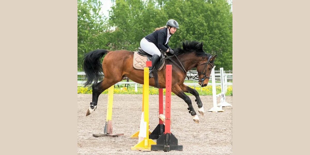 Федерация конного спорта. Евразия соревнования конкур. Соревнования по конкуру 2024. Соревнования по конкуру 2024. Всадник на лошади возрождение фото.