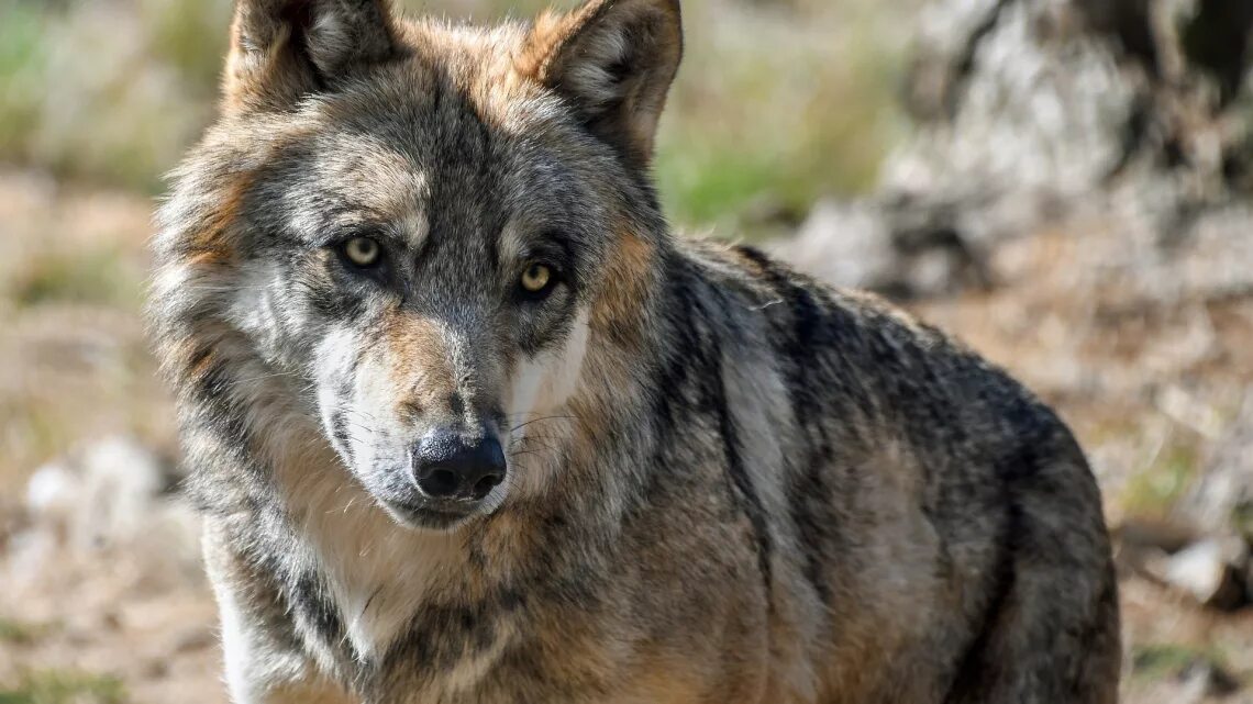 Скачать обои nature, predator, animal, wolf, wildlife, portrait, portrait., Cani
