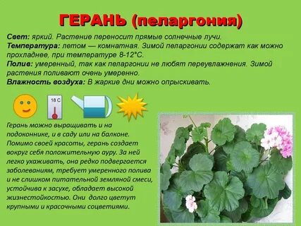 Герань комнатная полив