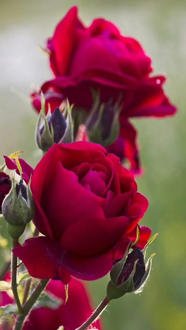 Pin by Maria Arlinda on flores Beautiful flowers, Purple flowers, Amazing flower