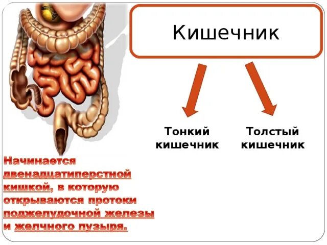 Строение кишечника человека. Схема тонкого кишечника человека. Толстый и тонкий кишечник строение. Функции тонкого и Толстого кишечника.