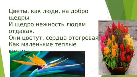 Отдай растение