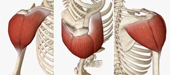 Передние пучки дельтовидных. Дельтовидная мышца плеча анатомия. Дельтовидная мышца анатомия 3d. Дельты мышцы анатомия. 7 Пучков дельтовидной мышцы.