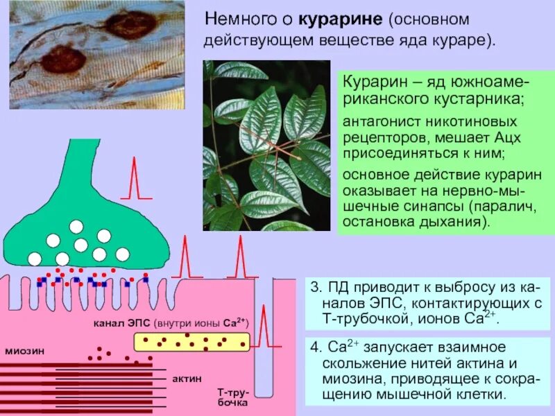 Яд кураре. Кураре механизм действия. Яд кураре синапсы. Яд кураре физиология.