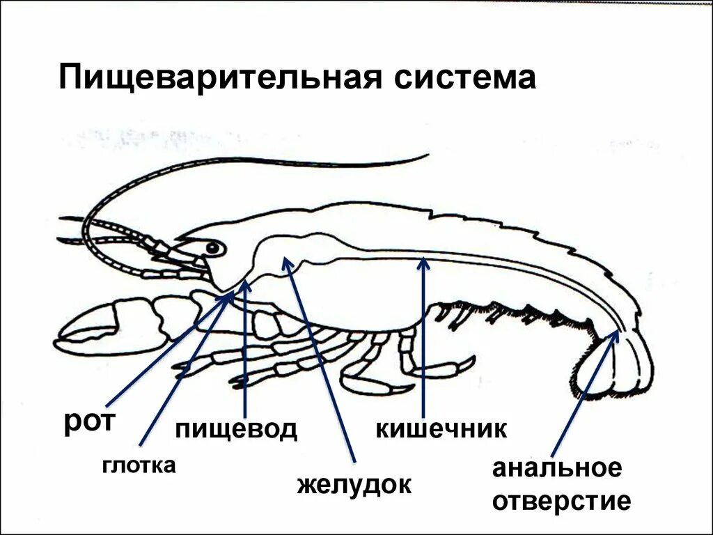 Пищевод креветки. Пищеварительная система членистоногих. Строение пищеварительной системы ракообразных. Строение пищеварительной системы членистоногих. Пищеварительная система ракообразных схема.