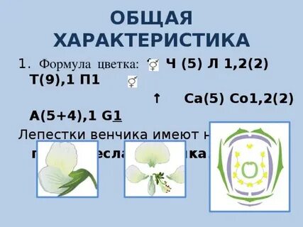Ч5л5т п какой цветок