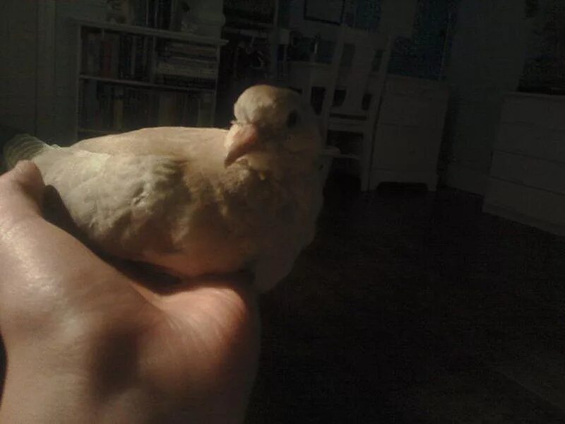 Новорожденные голубята. Самка голубя. Этапы взросления голубя. Голубята птенцы голубей. Развития голубей.