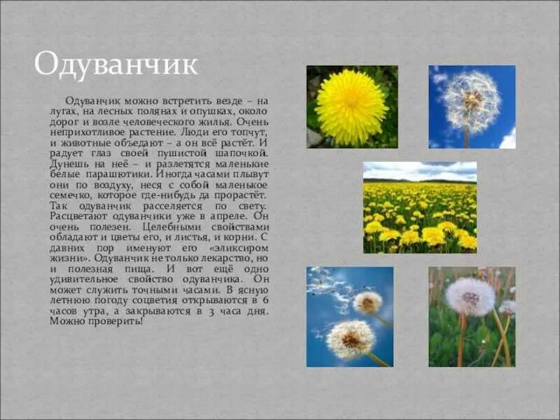 Одуванчик произведение 2 класс. Рассказать о одуванчике. Рассказ про одуванчик. Одуванчик описание. Одуванчик окружающий мир.