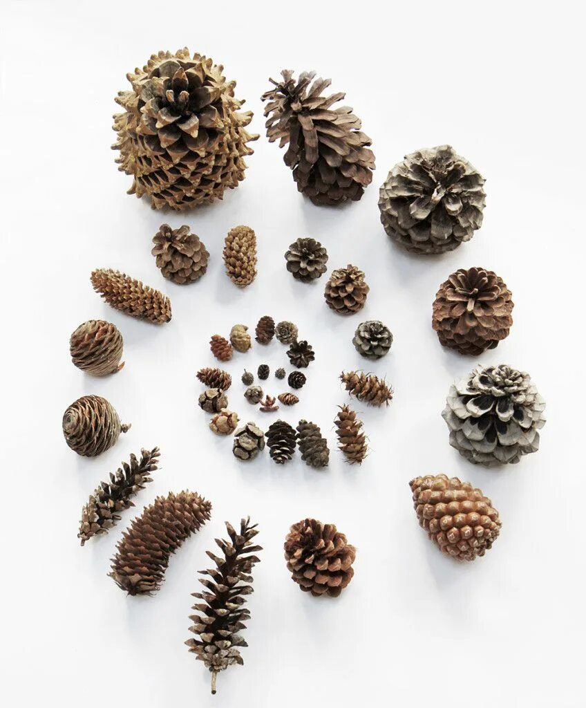 Шишка хвойного дерева. Сосна ламберта шишки. Шишки. Какие есть шишки. Шишки кедр пихта ель.