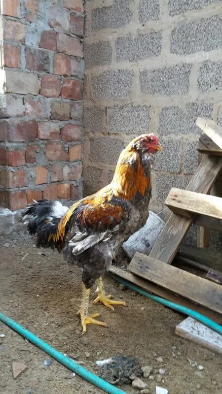 куры дербенте. кохинхин мраморный куры. куры дербенте. куры с перьями на лапах породы. кохинхин мраморный.