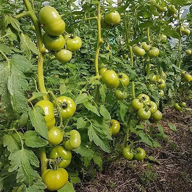 Томат Тореро, ровные овальные помидоринки, вкусные и плотные, дружно созревают, 