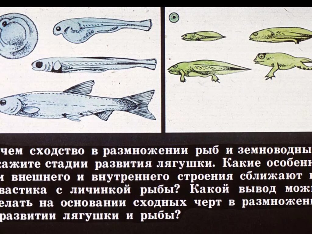 Сходства рыб и земноводных. Размножение рыб и земноводных. Развитие рыб и лягушек. Стадии развития рыбы.