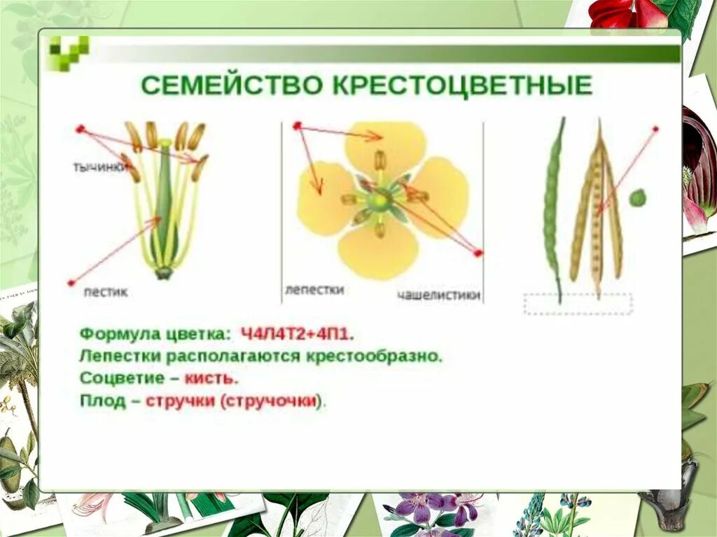 Двудольные семена крестоцветных. Крестоцветные чашелистики. Стручок семейство крестоцветные. Семейство крестоцветные плод.