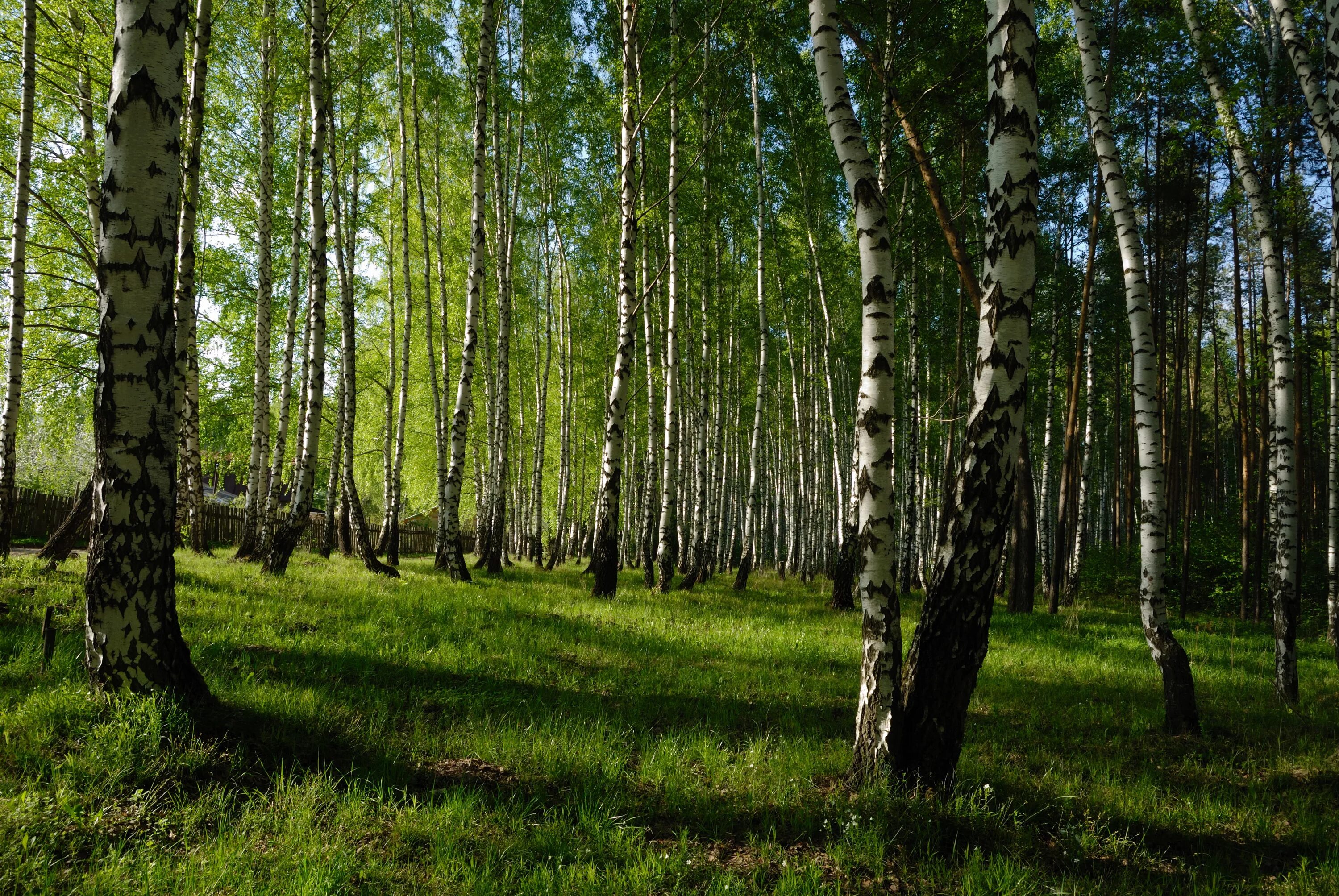 березовая роща абрамовская. березовая роща ярославль. березовая роща ярославль. березовая роща ярославль. березовая роща ишим.