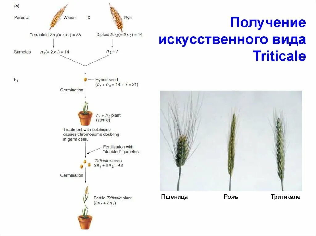 Близкородственное скрещивание получение чистых линий скрещивание