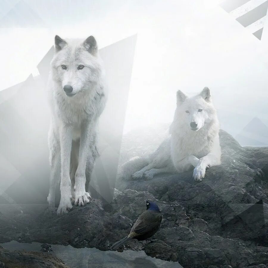 Серебряный волк 1999. Красивая морда волка. Волк мем. Одинокий волк 2020. Фото одиноких волков.