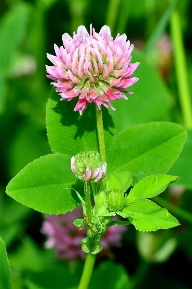 Клевер сайт ростов. Красный Клевер Trifolium pratense. Клевер гибридный (Trifolium hybridum). Клевер Луговой (Trifolium pratense). Клеверкрасныйлкговойрастенте.