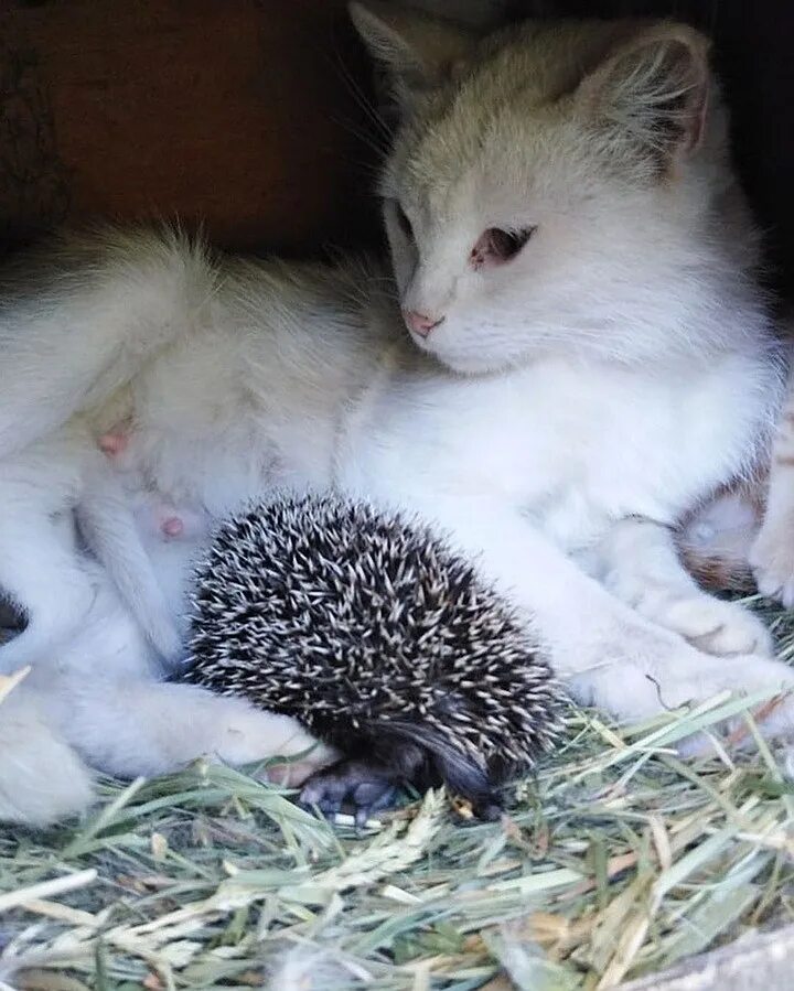 Кошка и ежата. Ежиха с ежатами. мама ежиха. кошка кормит ежат.