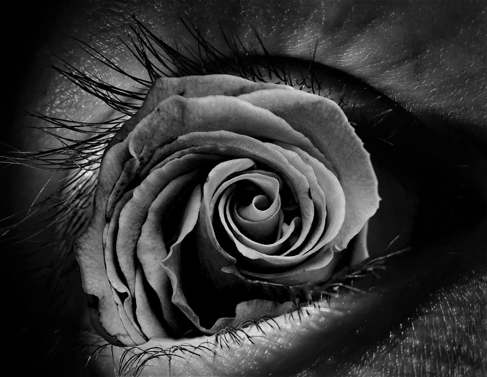 Глазок розы. Глаза с розочки.