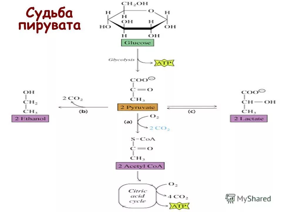 Пируват атф. Пирувата. Реакции окисления глицерола до пирувата. Пирувата утеплитель. Фосфорил.