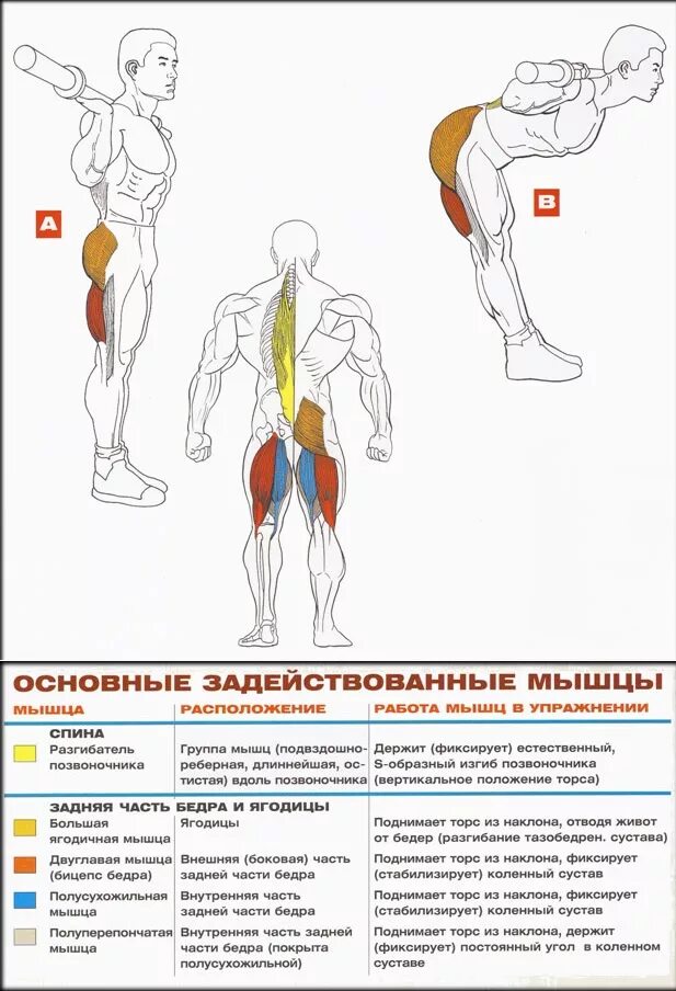 Упражнения на нижнюю часть спины со штангой. Упражнения для широчайших мышц спины со штангой. Упражнения для прокачки поясницы.