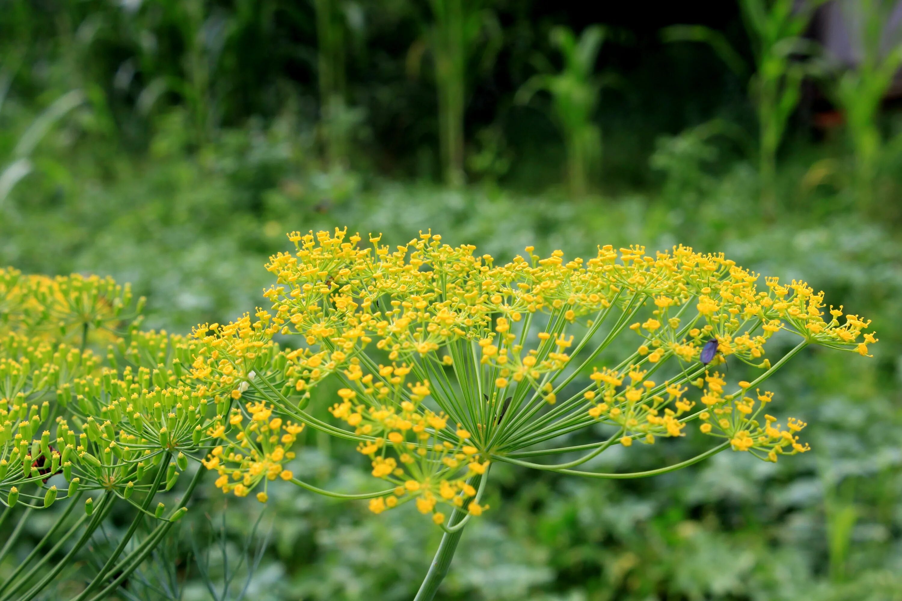 Укроп пахучий - Anethum graveolens. Сельдерейные зонтичные. Фенхель огородный. Фенхель зонтичные. Трава похожая на укроп