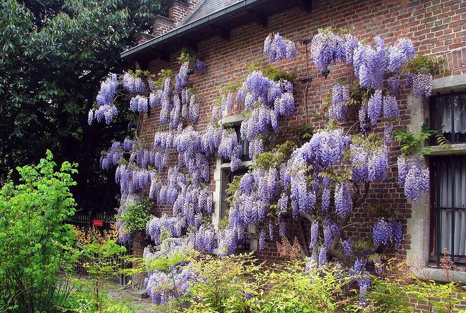 плющ гринхарт. лиана бугенвиллия вечнозеленые. вьющиеся цветы деревья. хедера лиана плющ. глициния плетущаяся.
