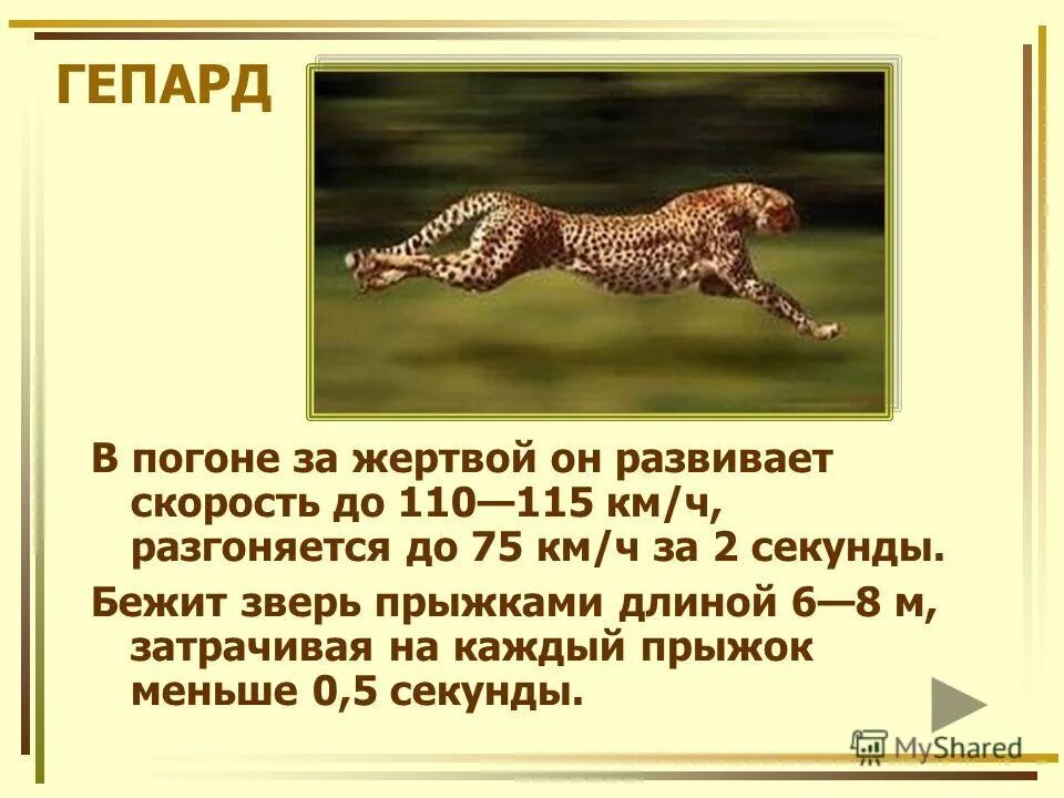 Гепард развивает максимальную скорость. Скорость гепарда кмч. максимальное скорос геопард. скорость гепарда кмч максимальная. максимальная скорость гепарда.