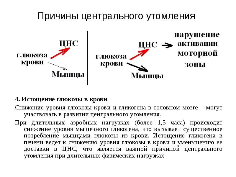 Как влияет утомление. Утомление при физической нагрузке. глюкоза в крови при физических нагрузках. уровень сахара при физической нагрузке. уровень глюкозы в крови при физической нагрузке.