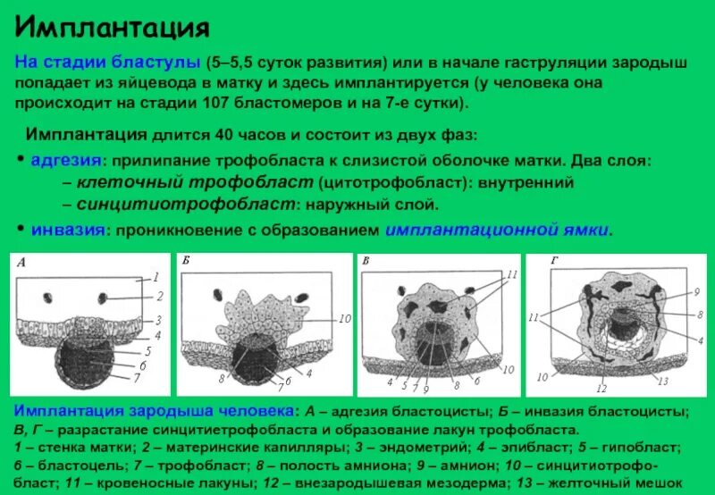 Тип питания трофобласта. Фазы имплантации зародыша. имплантация бластулы в матку. имплантация зародыша адгезия трофобласта. процесс имплантации зародыша.