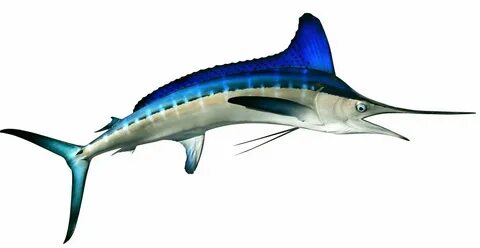 White marlin